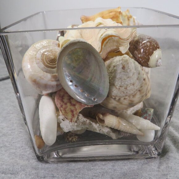 REAL Sea Shells & thick glass square vase 5" tall & wide OVER 4 POUNDS - Picture 9 of 16